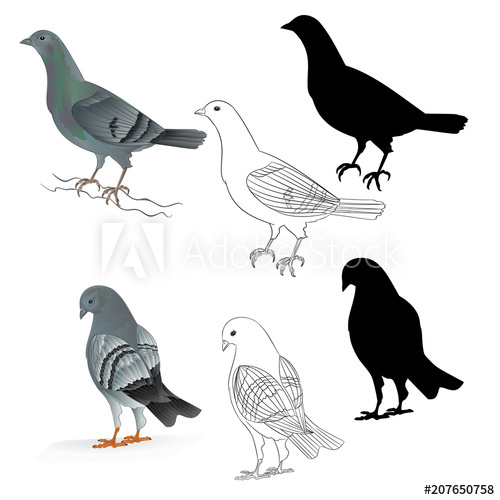 500x500 Pigeons Carriers Domestic Breeds Sports Birds Natural And Outline