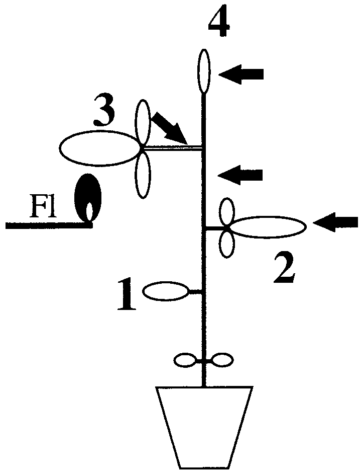 725x942 Schematic Drawing Showing The Stimulation Treatment Three Week