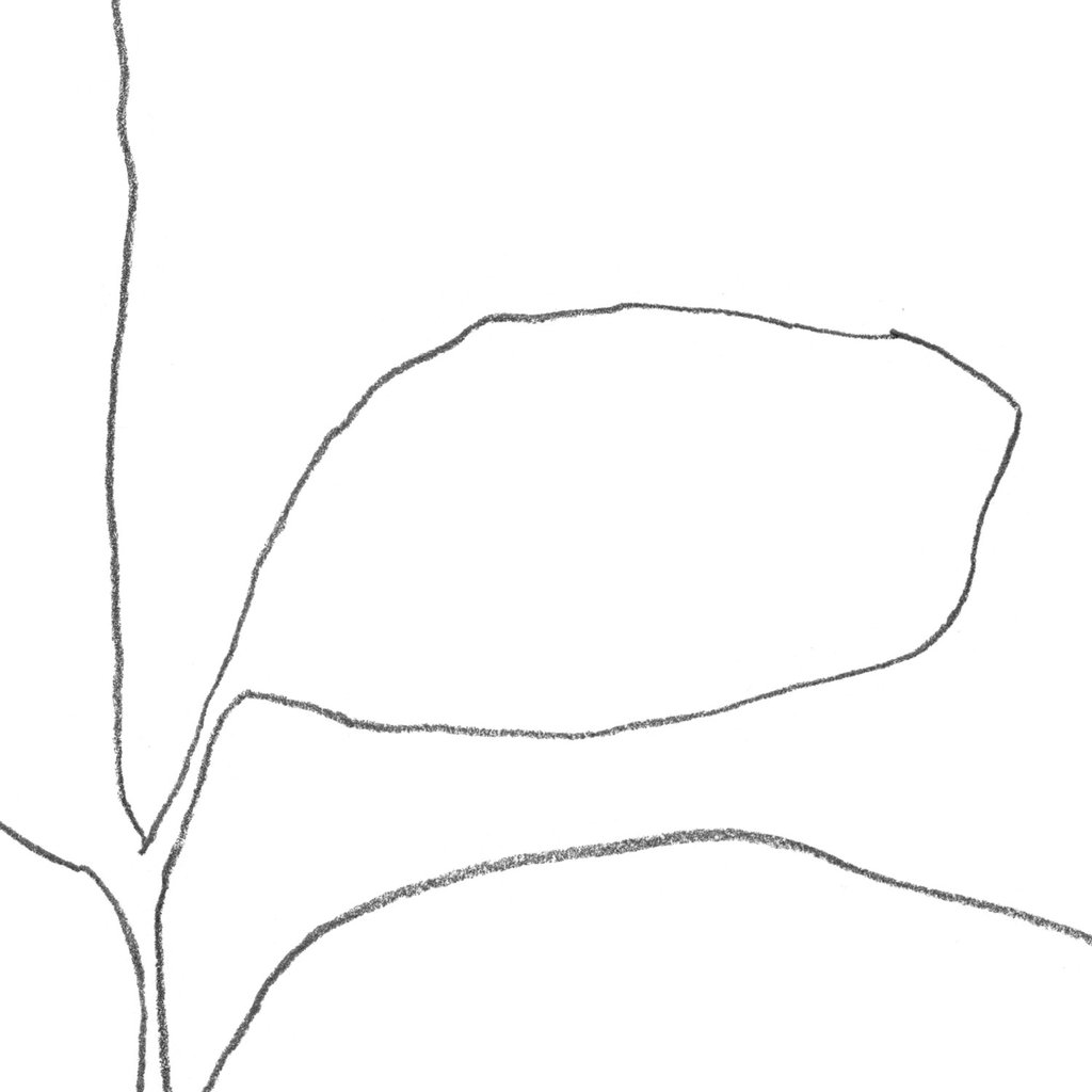 1024x1024 Three Leaf Seedling Minimalist Botanical Line Drawing Print