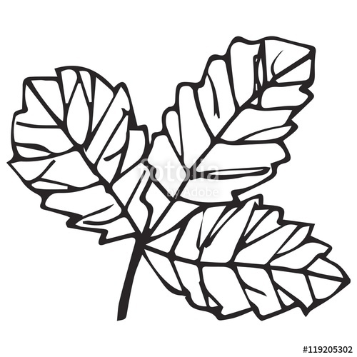 500x500 Three Leaf Drawing Stock Photo And Royalty Free Images On Fotolia