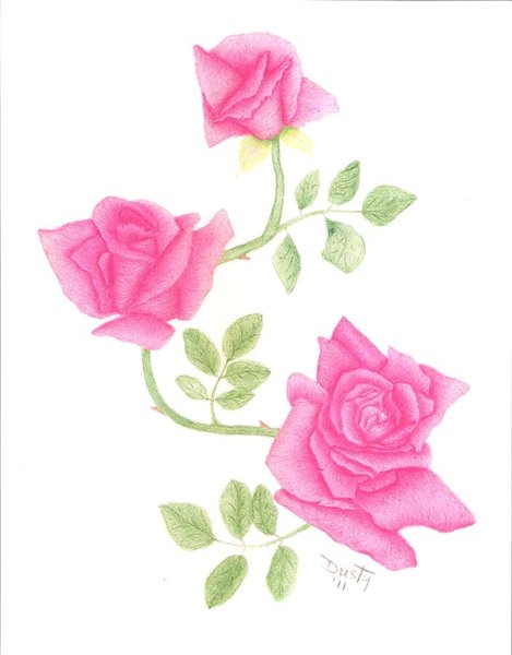 469x600 Three Roses Drawings Fine Art America