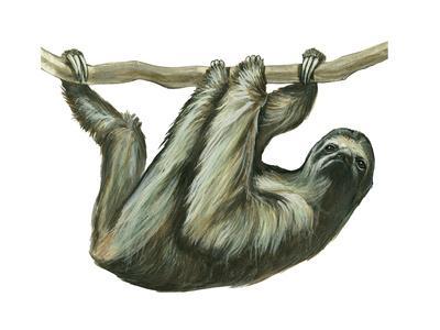 400x300 Beautiful Sloths Artwork For Sale, Prints And Posters
