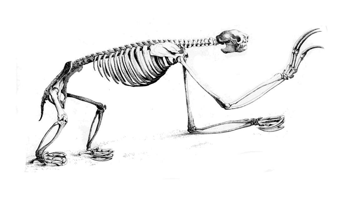 1100x633 Bradypus Tridactylus Skull
