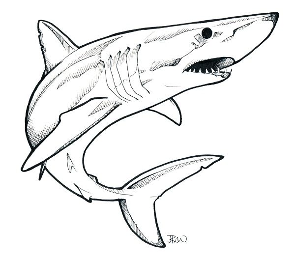 Thresher Shark Drawing