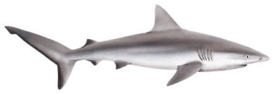 393x135 sharks shark identification guide