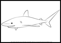 200x142 how to draw cartoon sharks realistic sharks drawing tutorials