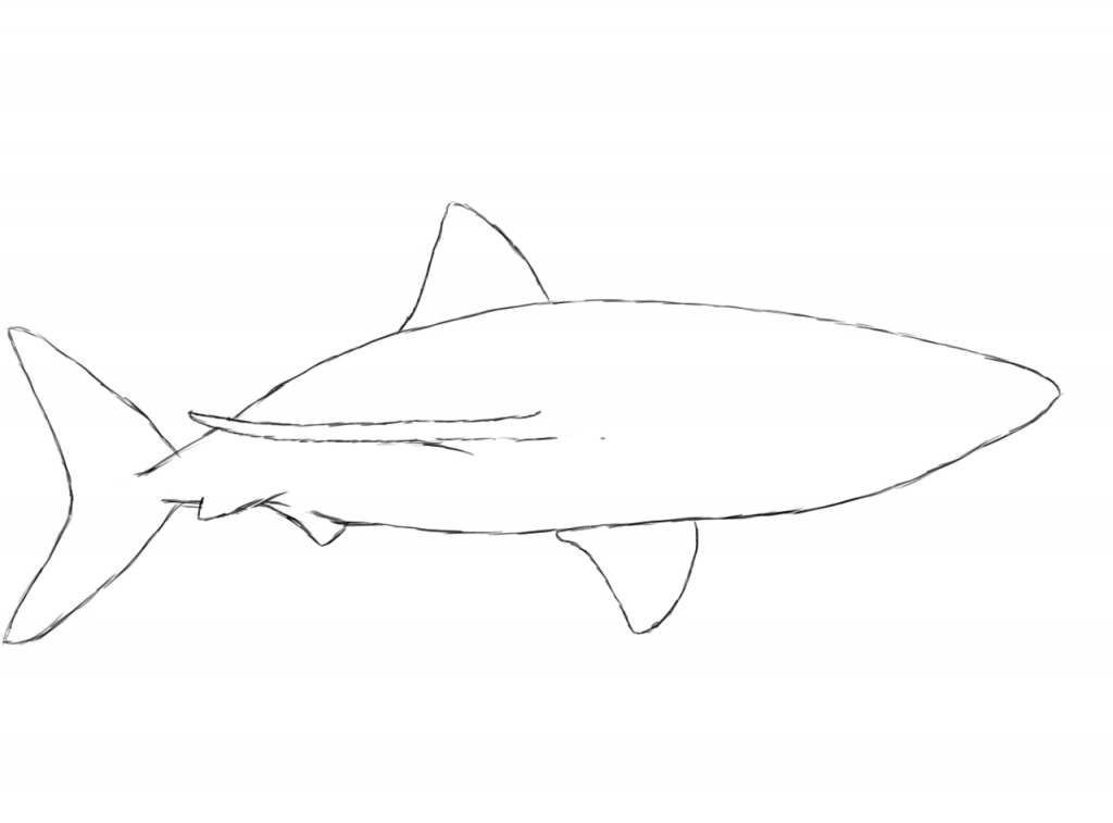 1024x757 Shark Drawing Free Download