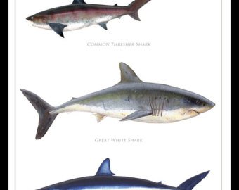 340x270 Thresher Shark Art Etsy