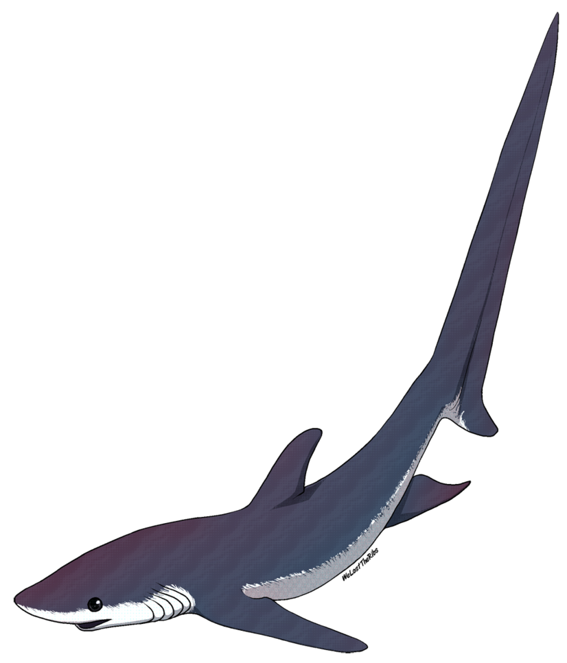 826x967 Thresher Shark Tattoo Thresher Shark Drawing Shark Week