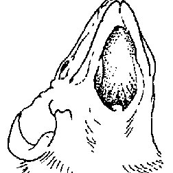 252x252 the throat of a male saccolaimus saccolaimus showing gular sac