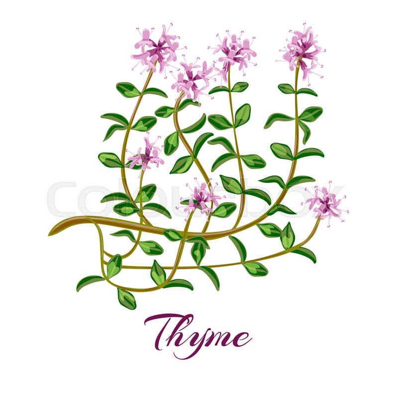 Thyme Drawing | Free download on ClipArtMag