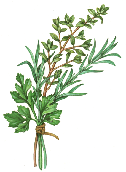 425x576 food illustration of an herb bundle of parsley, rosemary and thyme