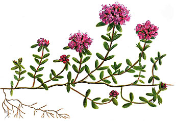 345x237 natural features of komio nature reserve