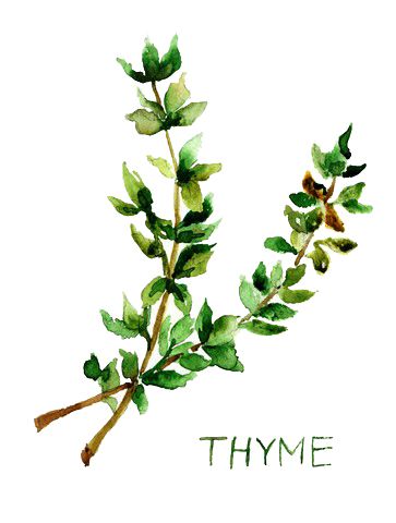363x480 sprig o' thyme! tattoos in watercolor, watercolor