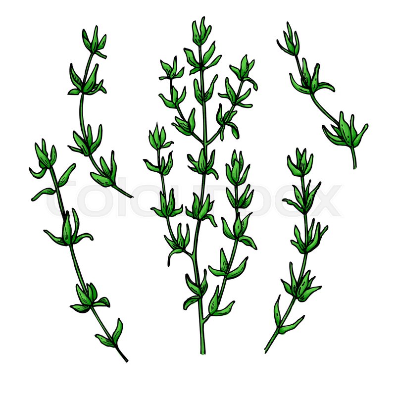 800x800 Thyme Vector Drawing Isolated Thyme Stock Vector Colourbox