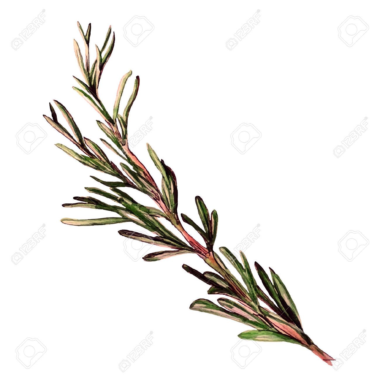1300x1300 Rosemary Drawing