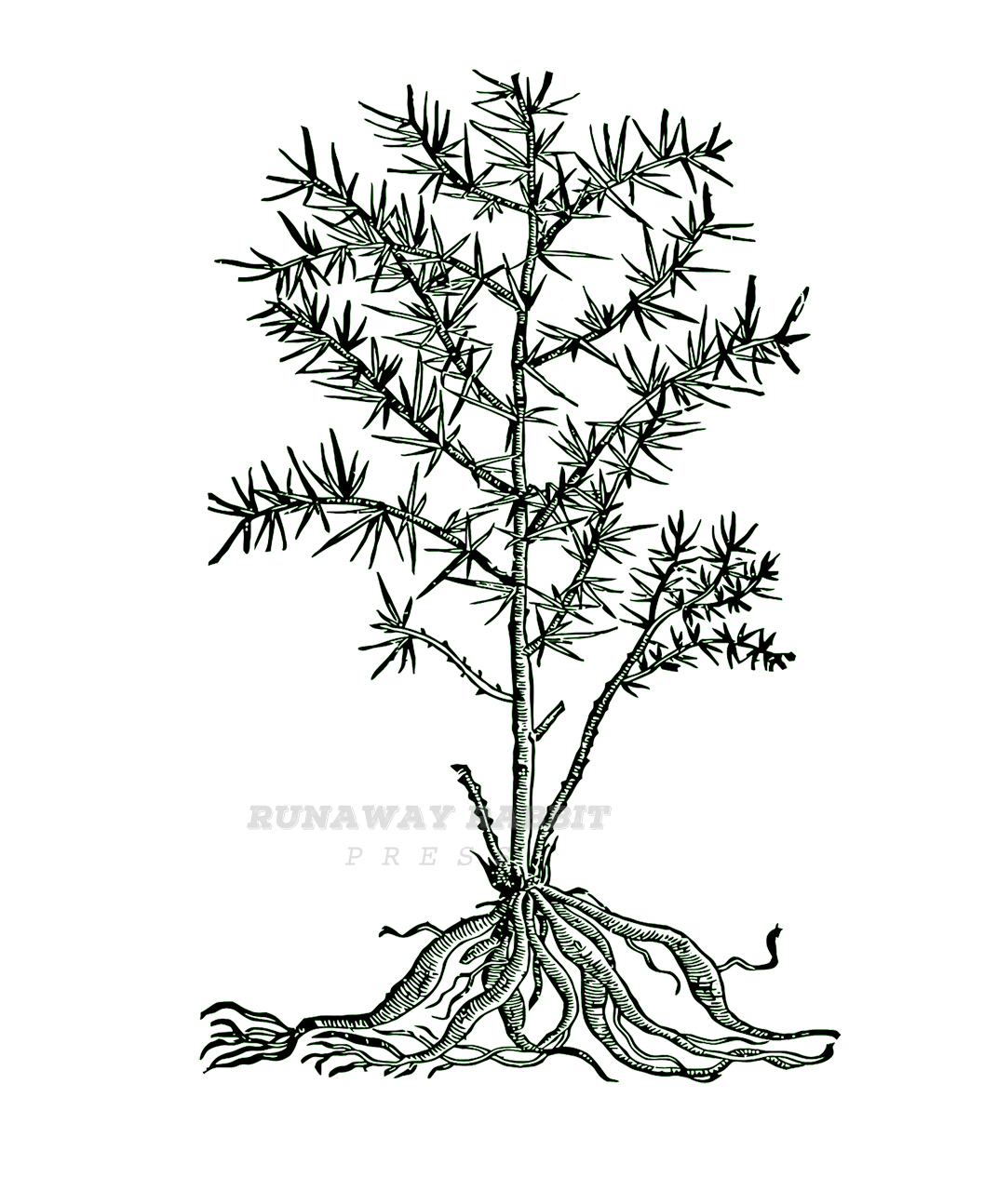 1071x1294 thyme drawing parsley sage rosemary for free download