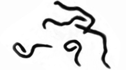 410x229 fossilized tick provides evidence that lyme disease is millions