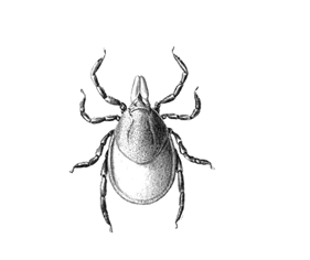 281x236 lyme disease east shore district health department