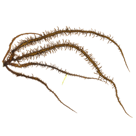 475x475 flora and fauna in a diverse tidal zone