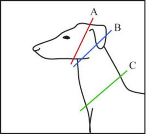 300x274 High Tide Rope Collar Harbor Hound Co