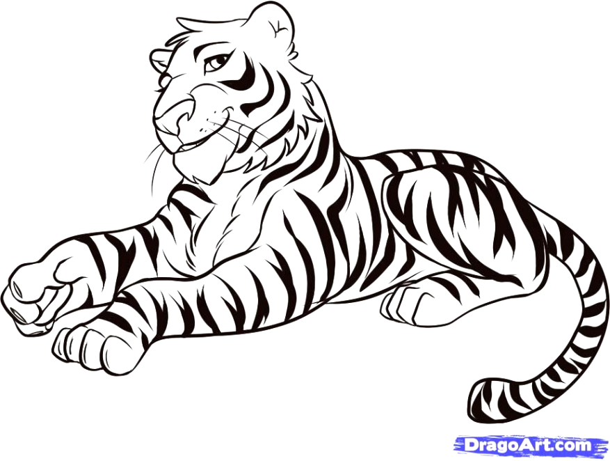 877x662 How To Draw A Cartoon Tiger Dans How To Draw A Cartoon Tiger