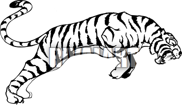 361x208 Drawing Tigers Line Transparent Png Clipart Free Download