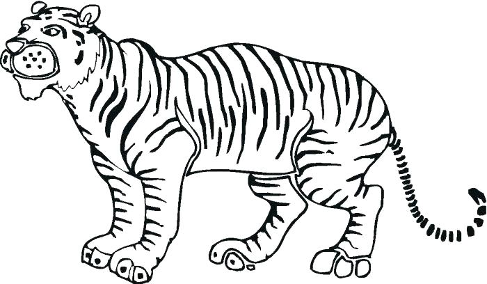 700x408 Outline Of Tiger Tiger Outline Tiger Outline Drawing At Com Free