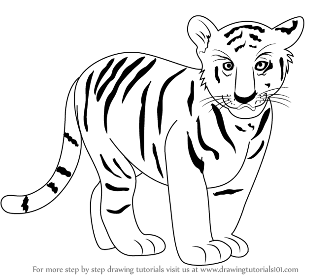 678x566 How To Draw A Tiger Step