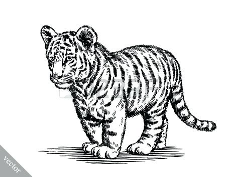 450x354 A Classic Chinese Illustration Of Asian Tiger Coloring