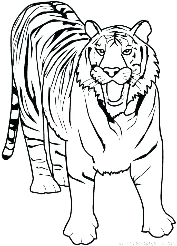 690x960 Tiger Coloring Pages For Kids Tigers Drawing Playanamehelp