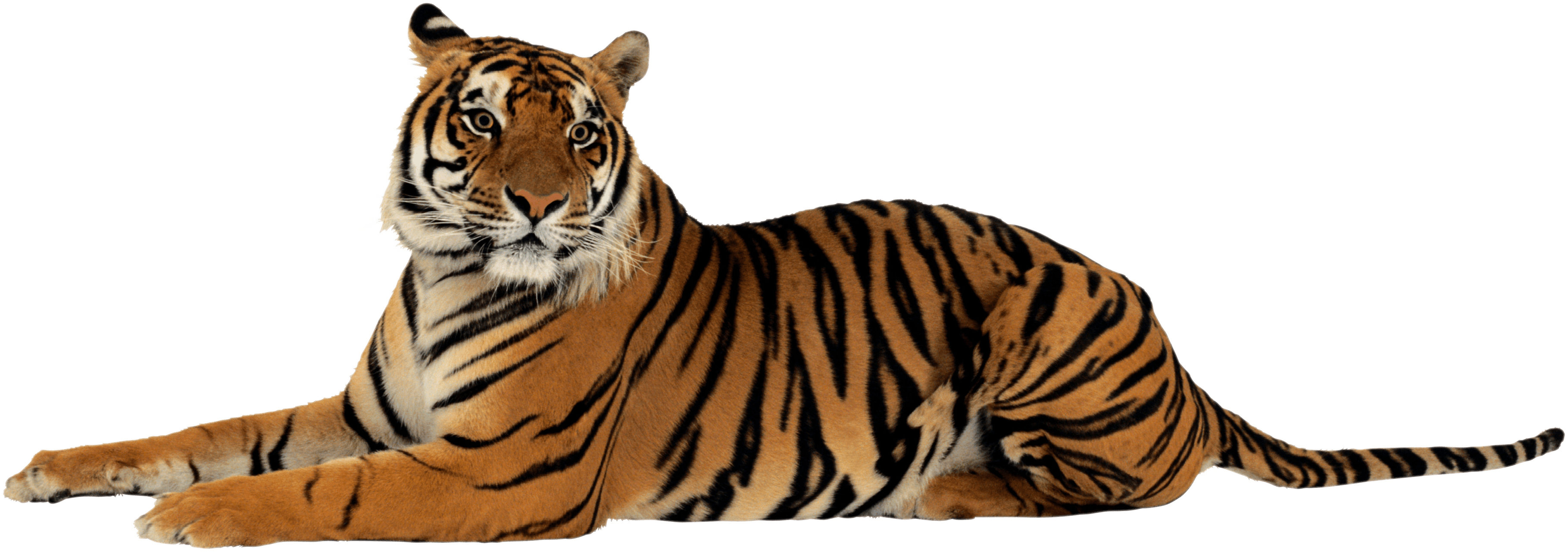 Tiger Drawing Images