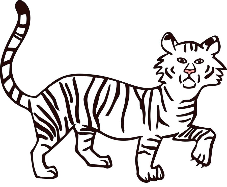 900x740 bengal tiger drawing white tiger bengal tiger drawing easy