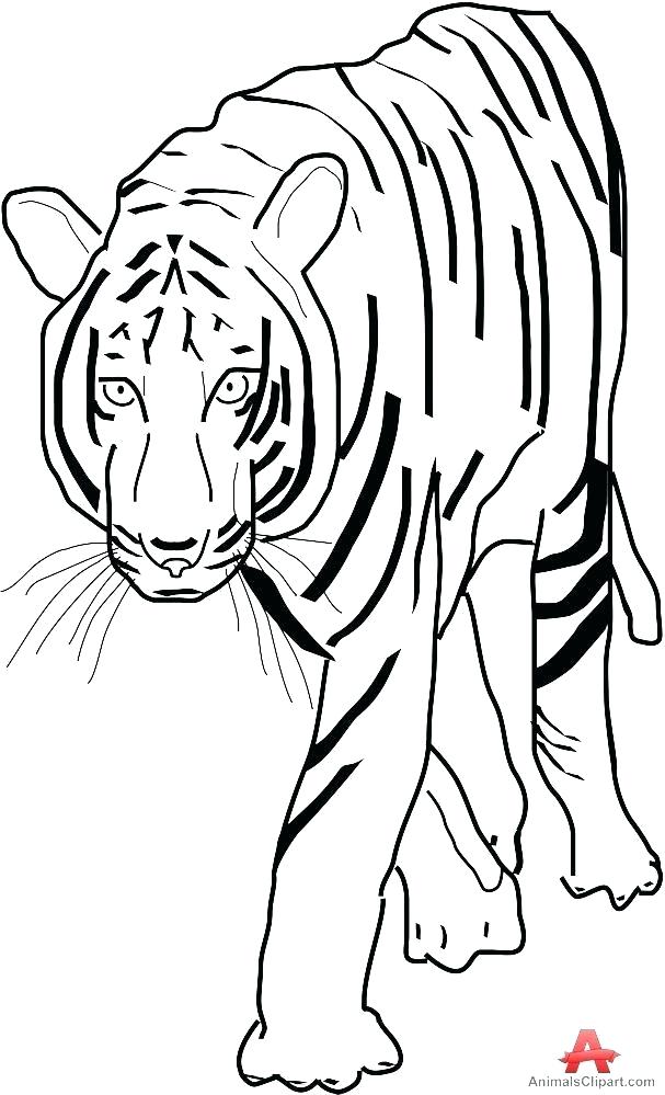 607x999 tiger face outline line drawing of tiger face tiger face outline