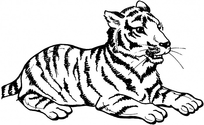 700x428 Tiger Shape Templates, Crafts Colouring Pages Free