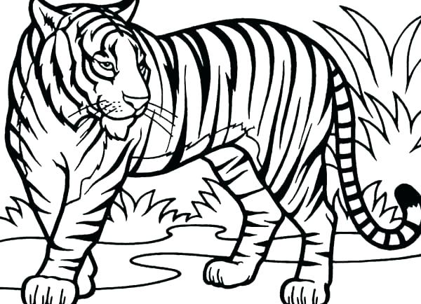 600x434 Tiger Outline Tiger Tiger Face Outline Drawing