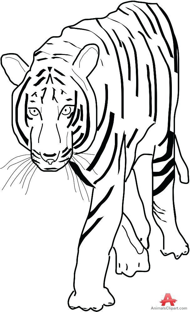 Tiger Drawing Outline | Free download on ClipArtMag