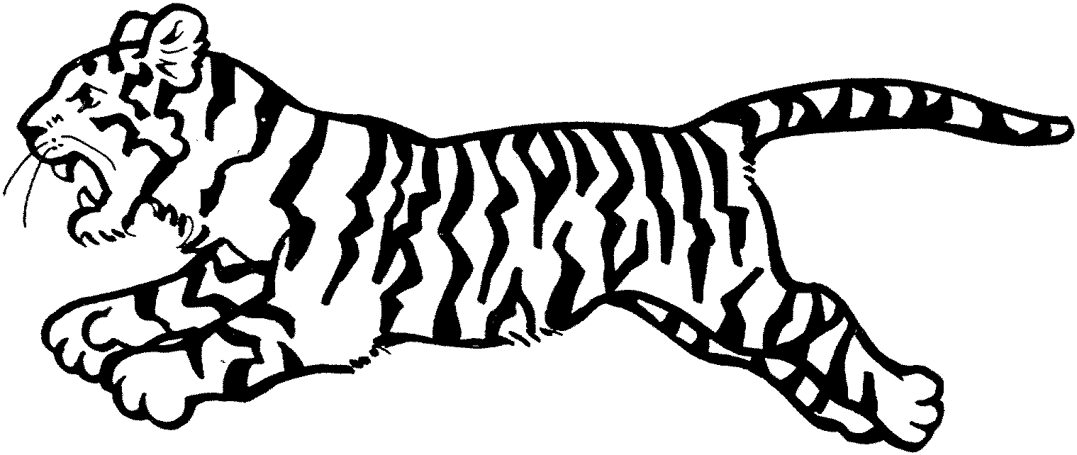 1519x642 Drawn White Tiger Jungle Drawing