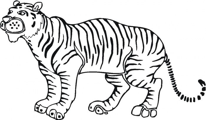 700x408 Tiger Outline Drawing