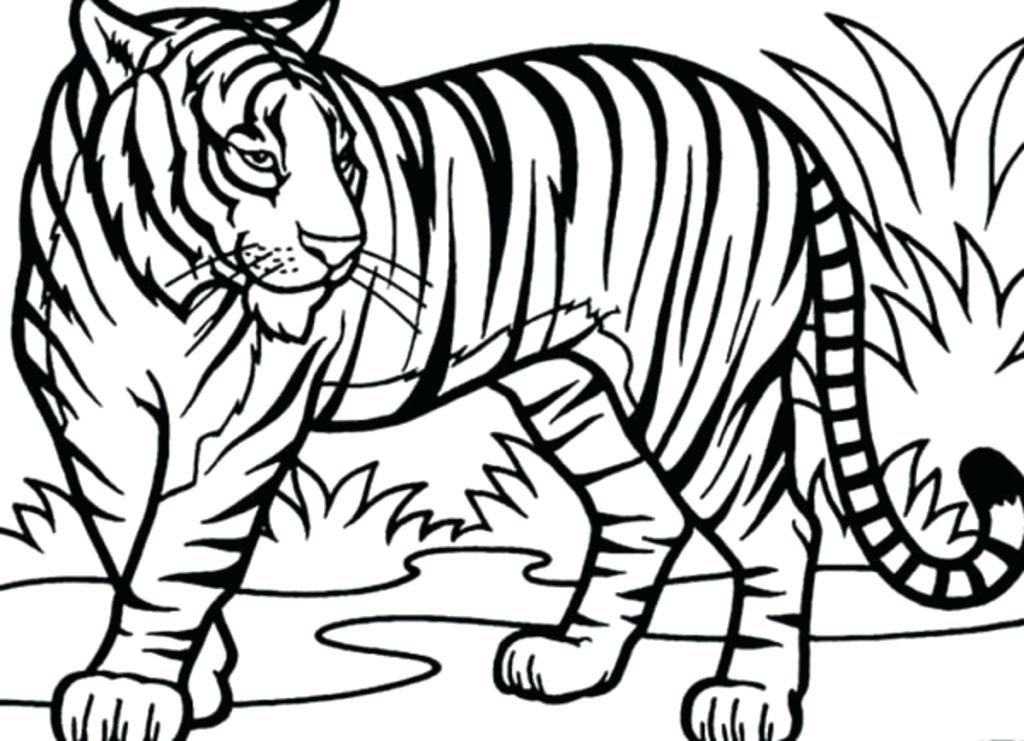 1024x741 How To Draw A Tiger Step