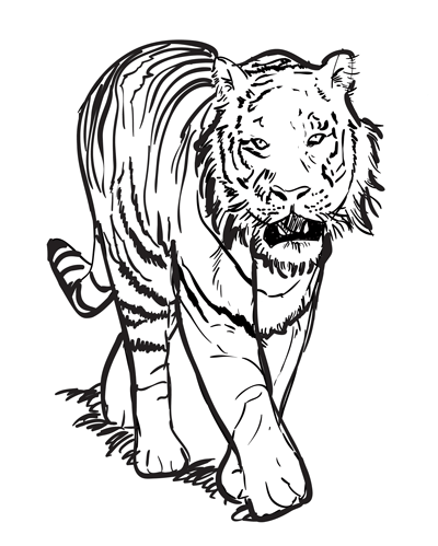 400x499 How To Draw A Tiger Step