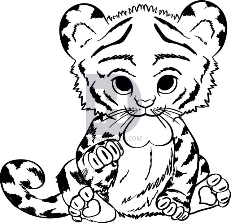 746x720 How To Draw A Baby Tiger, Step