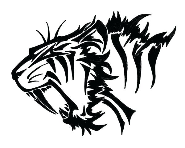 600x481 How To Draw A Saber Tooth Tiger Step