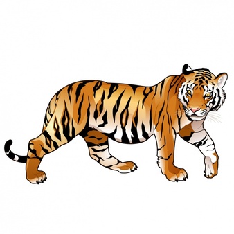 338x338 Tiger Vector