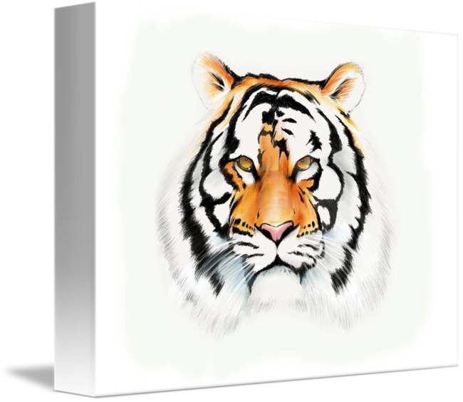 Tiger Drawing Tumblr | Free download on ClipArtMag