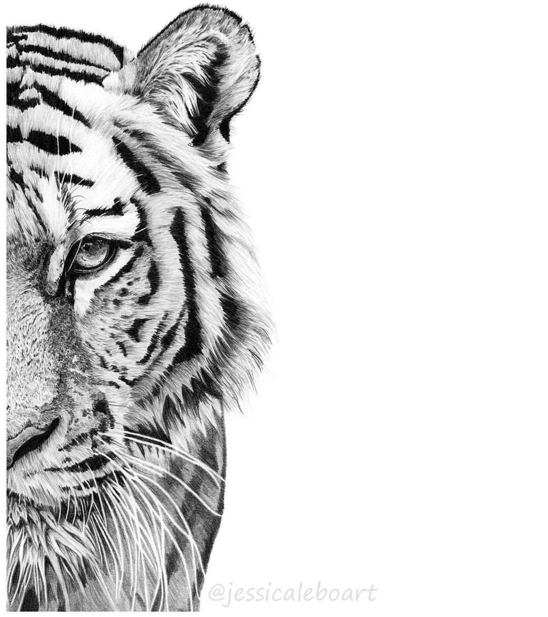 1080x1214 Tiger Face Drawing