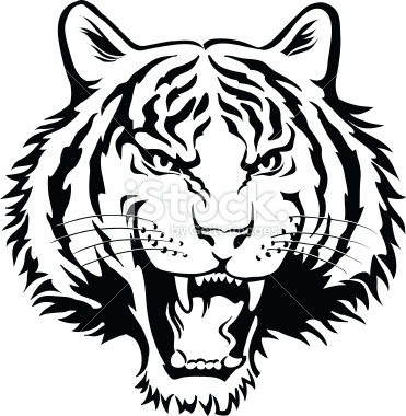 371x380 White Tiger Clipart Head Pencil And In Color White Tiger Clipart