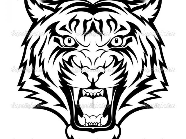 640x480 White Tiger Clipart Pencil Drawing