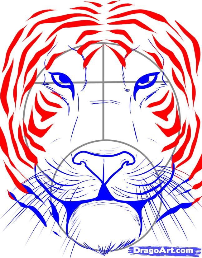648x829 How To Draw A Tiger Face Step Crayon Art In Tiger Face