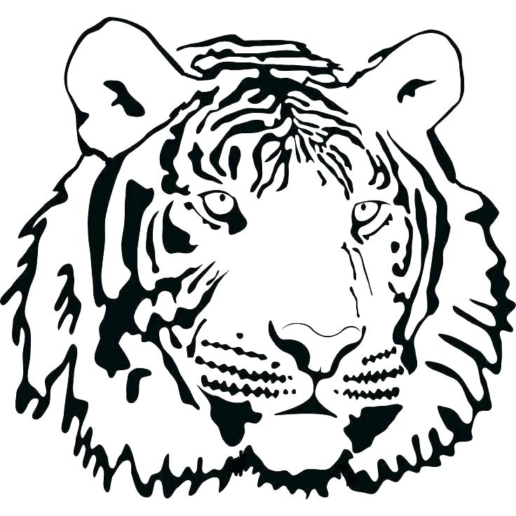 736x736 Tiger Face Outline Coloring Tiger Face Outline Picture